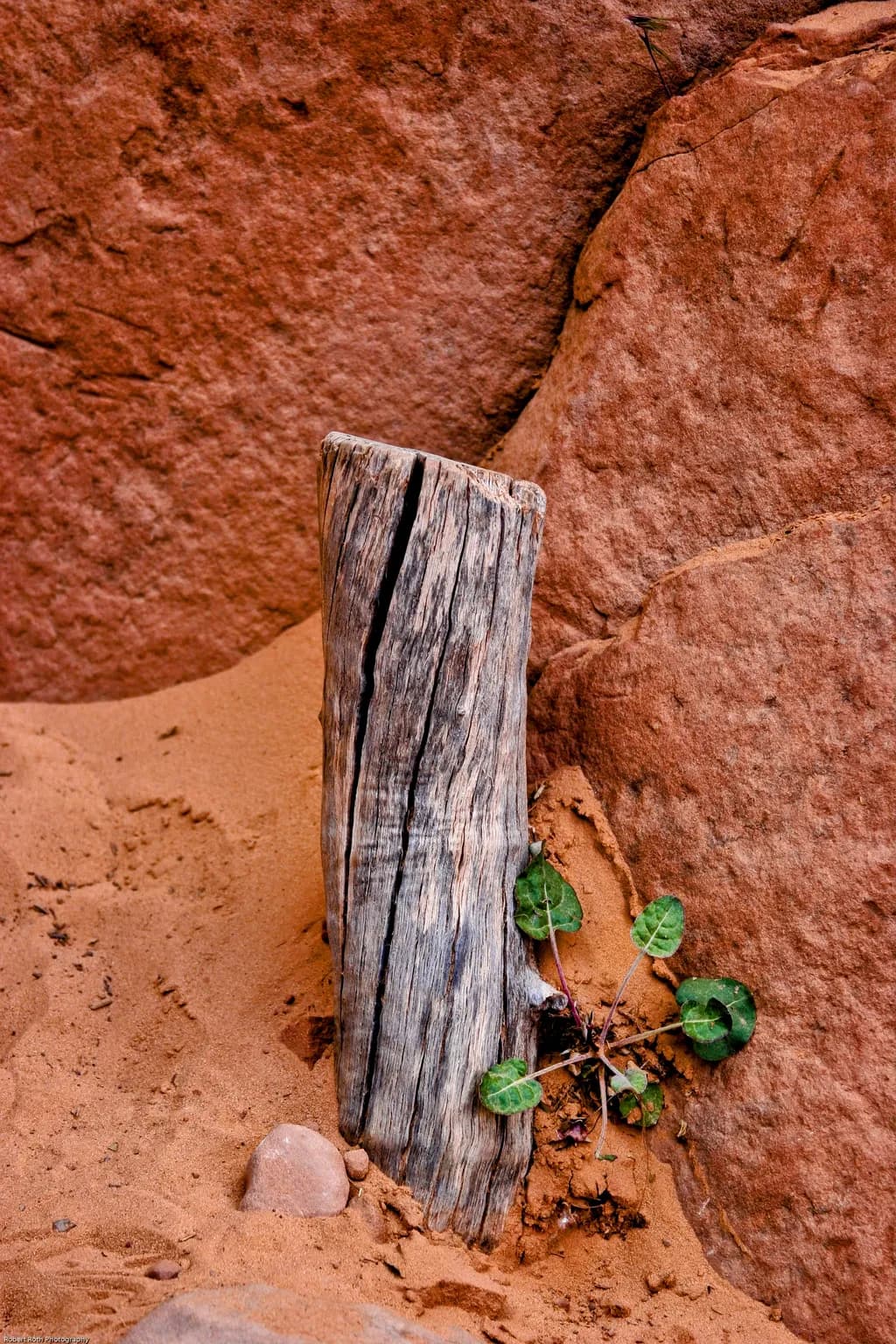 Red Rock Driftwood