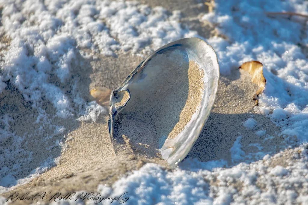 Shell on Snowy Beach