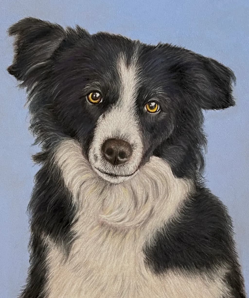 Border Collie Gaze
