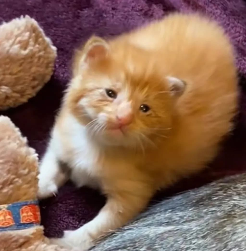 Ginger Kitten Pose