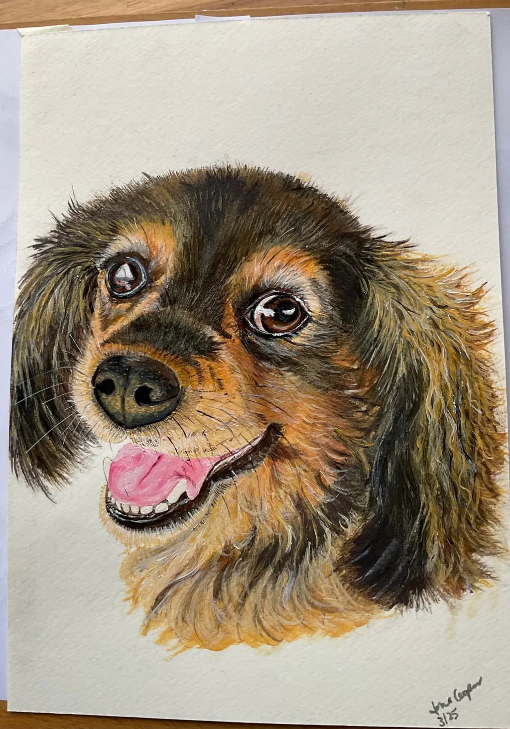 Happy Dachshund Portrait