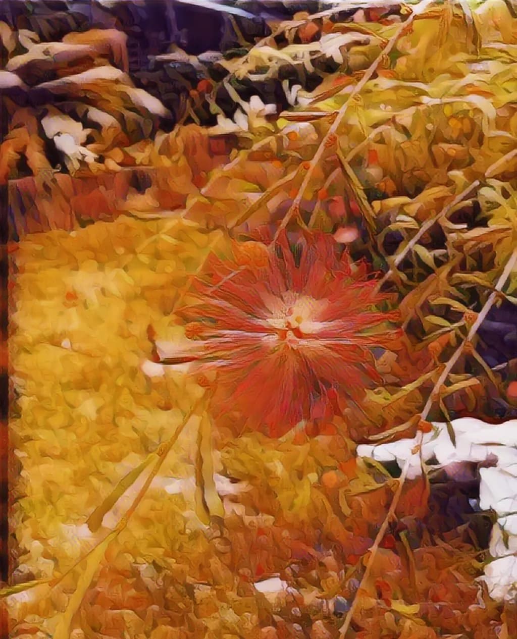 Autumn Leaves and Seedpod