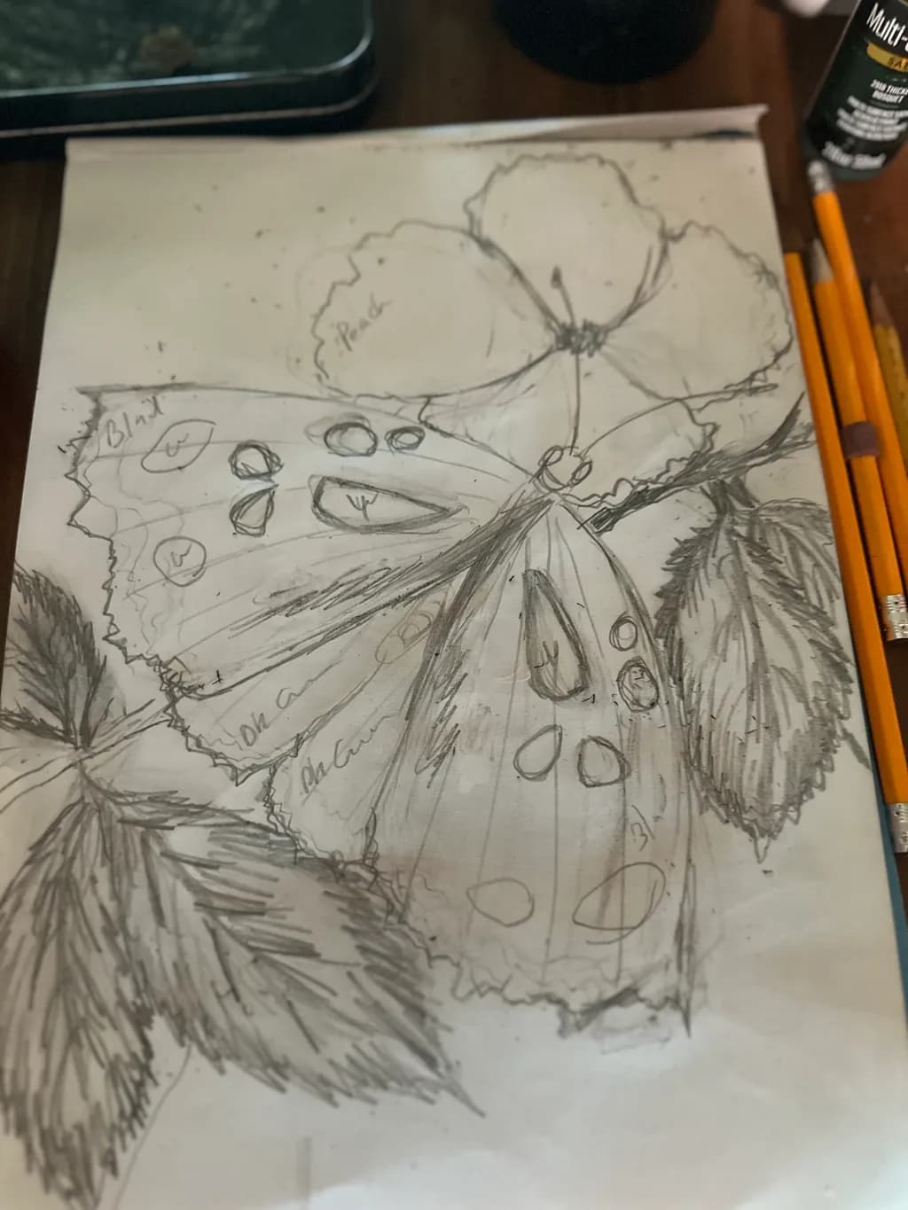 Butterfly and Leaves Study