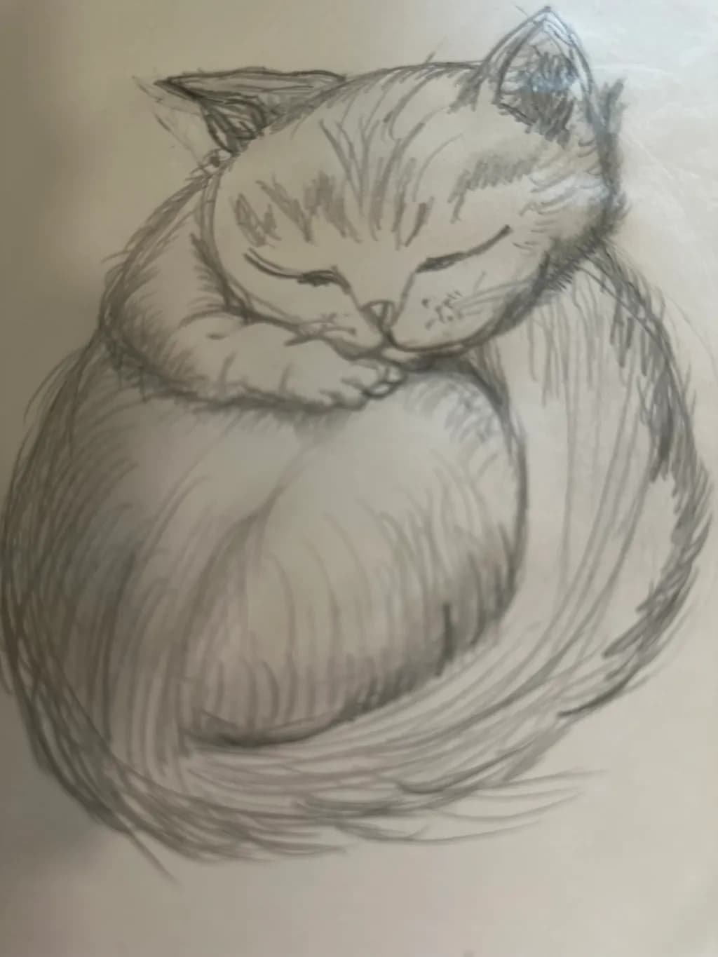 Sleeping Cat Curl