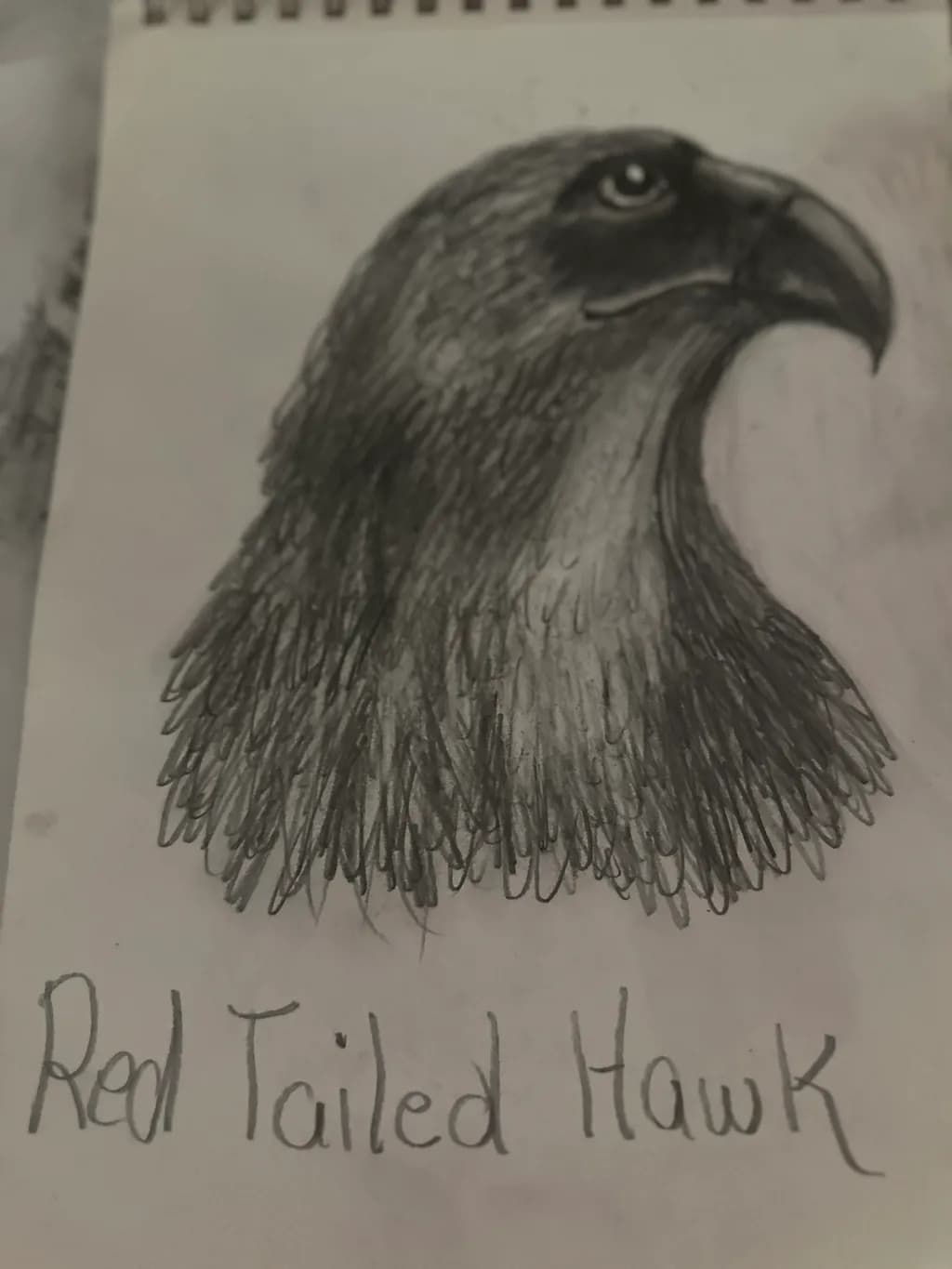 Red Tailed Hawk Portrait