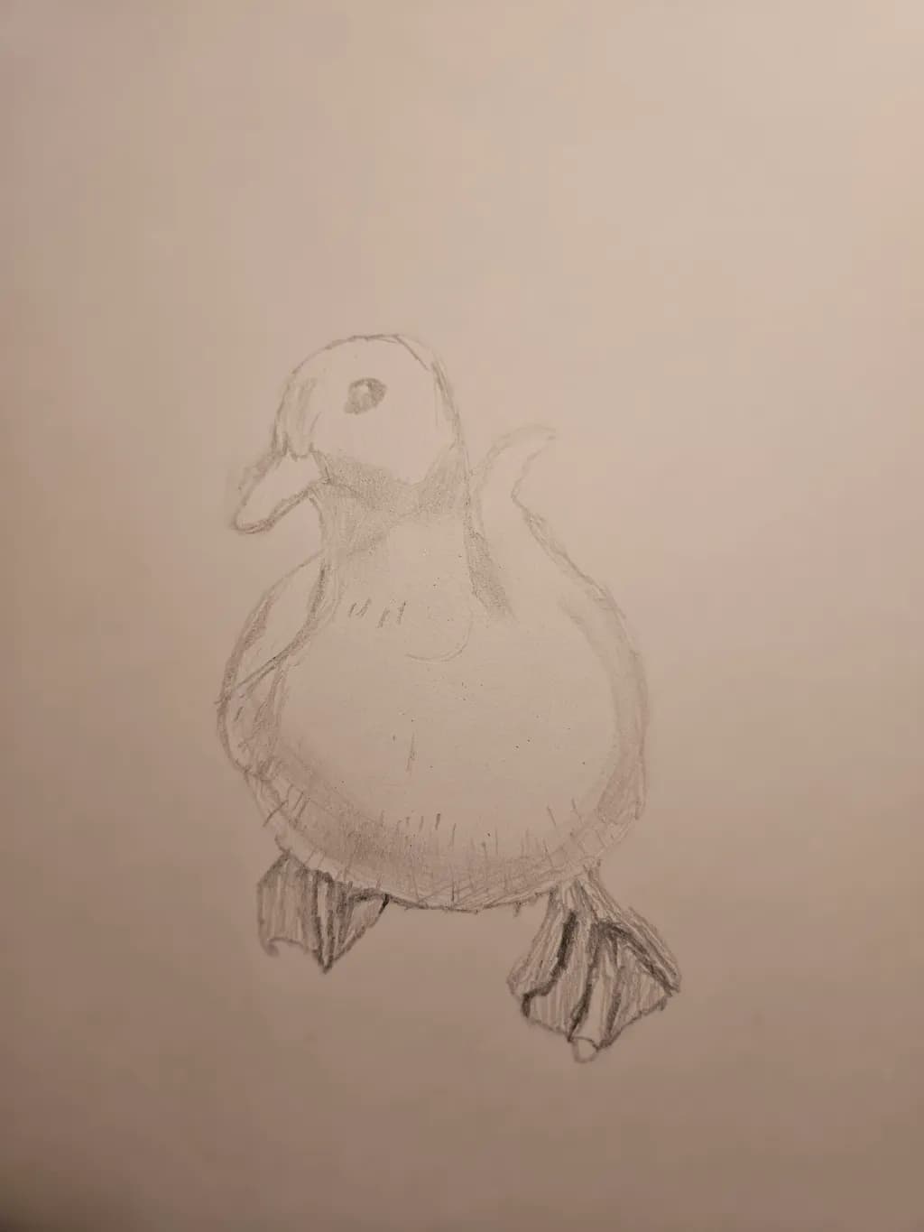 Duck Sketch