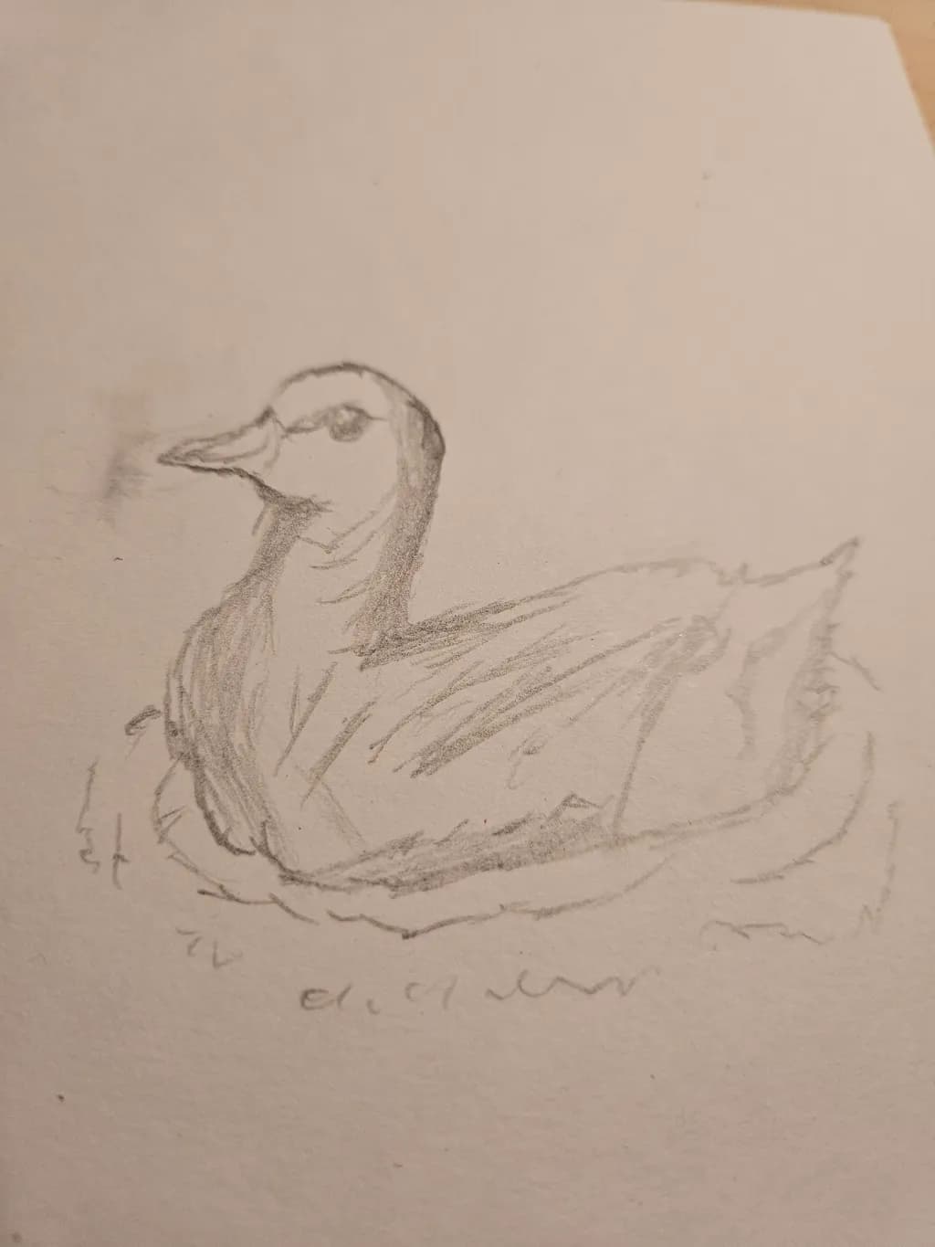 Floating Duck Sketch
