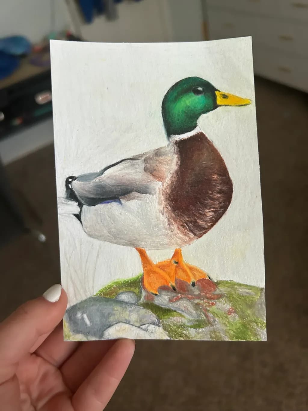 Mallard on Rock