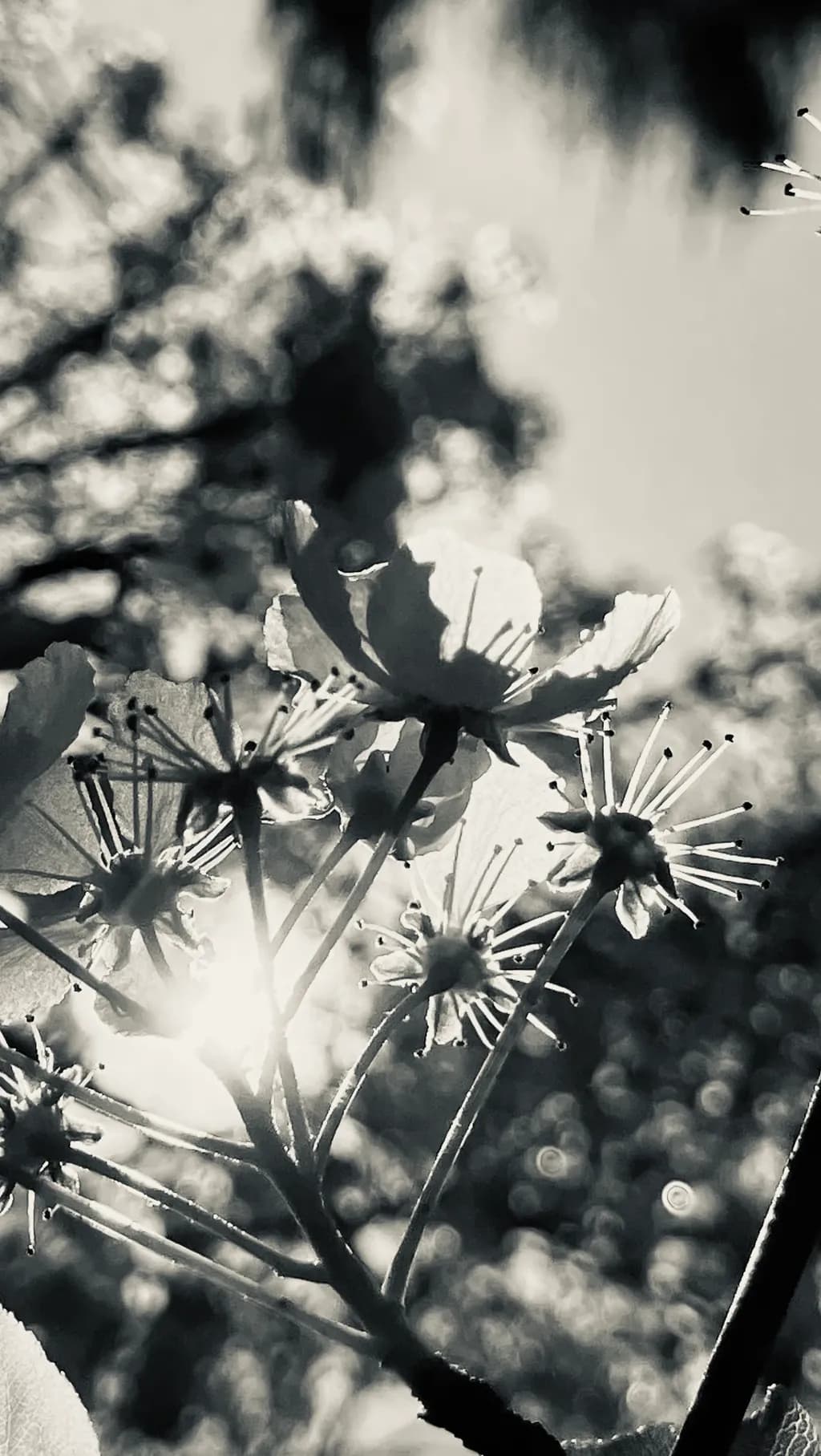Sunlit Blossoms