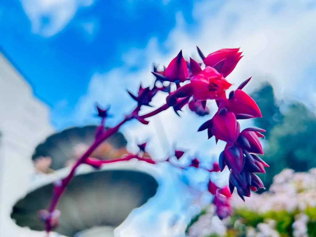 Succulent Bloom