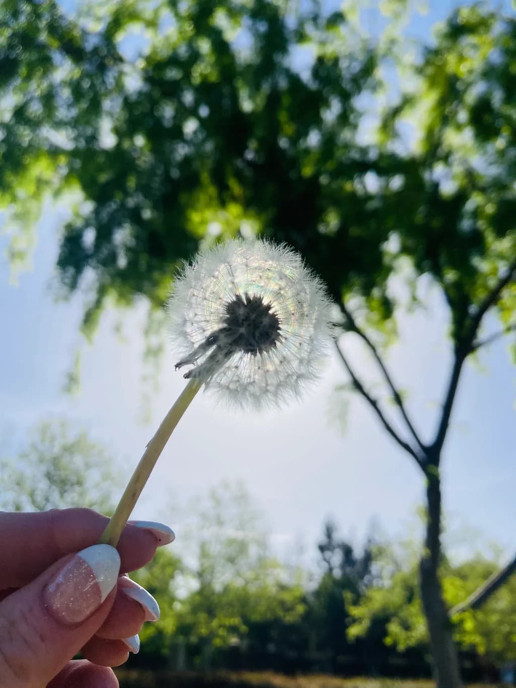 Dandelion and Trees