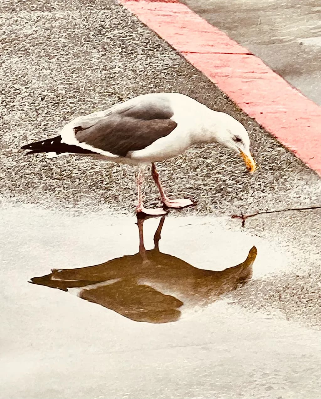 Seagull Reflection