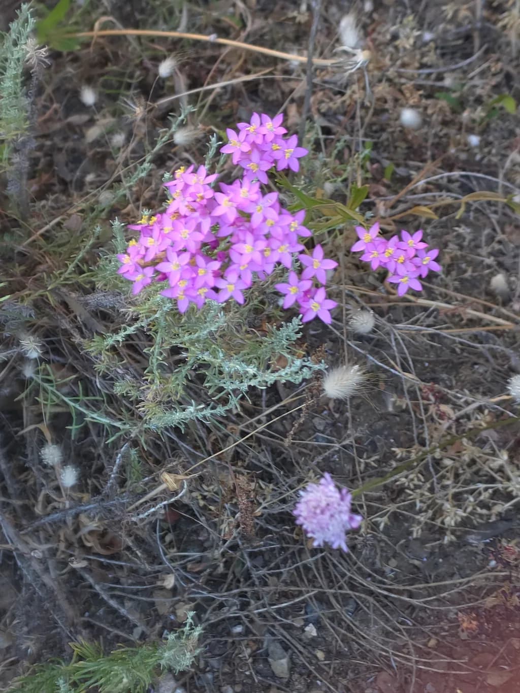 Wildflower Cluster