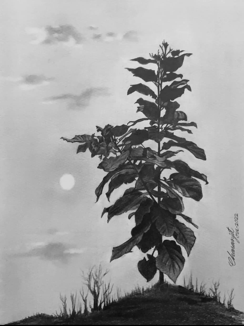 Solitary Plant Silhouette