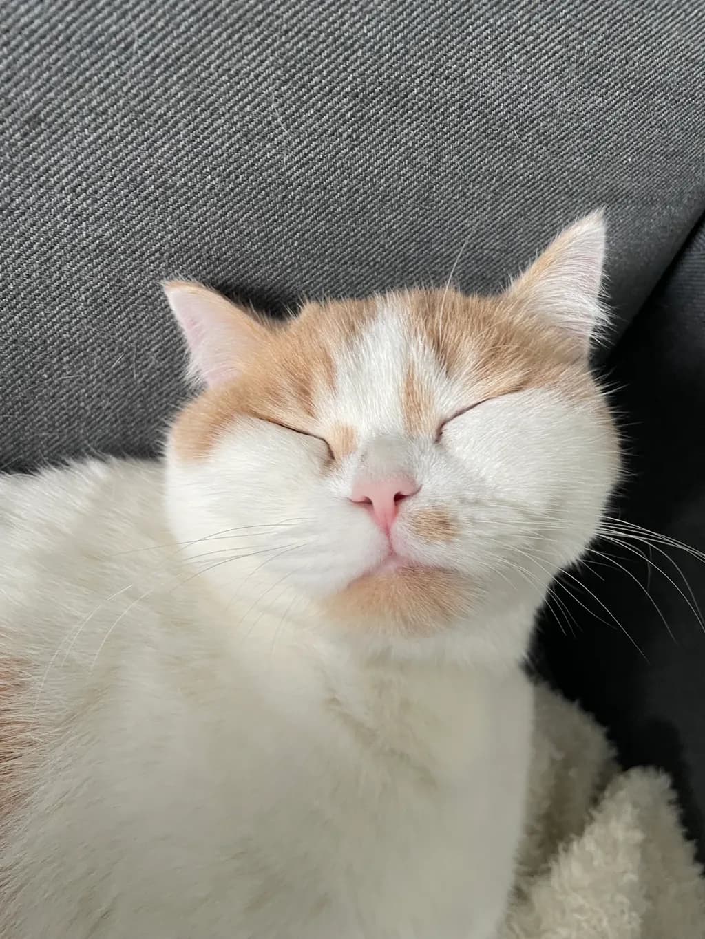 Sleeping Cat Closeup