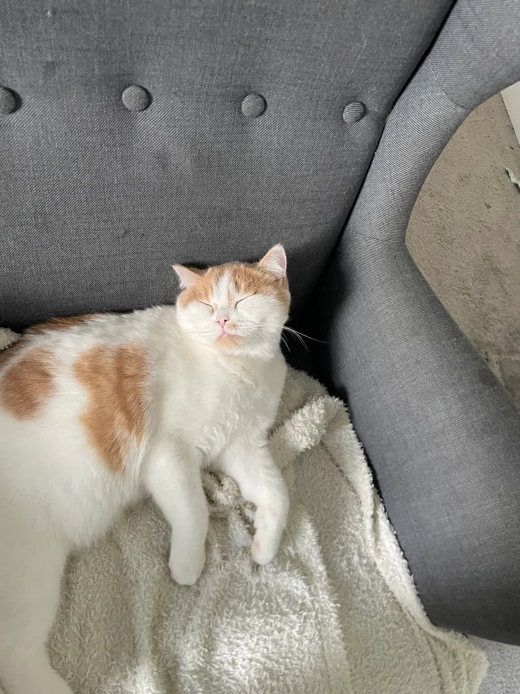 Sleeping Cat on Chair
