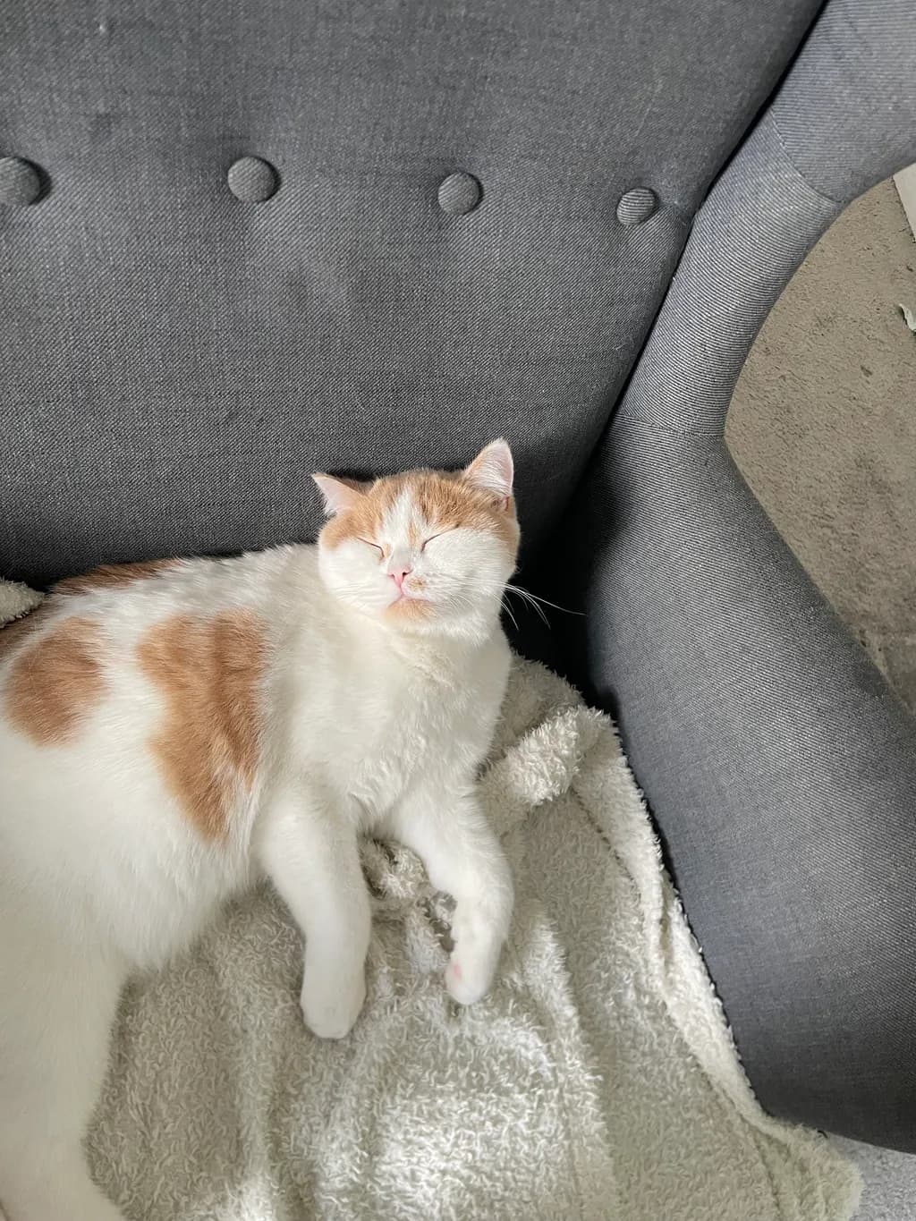 Sleeping Cat on Chair