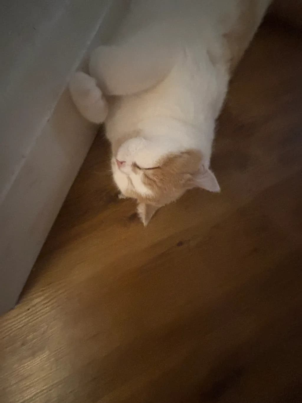 Sleeping Cat Rest