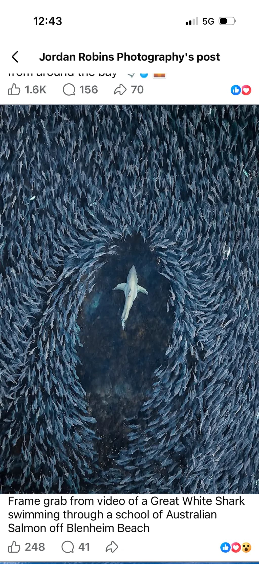 Shark Through Salmon School