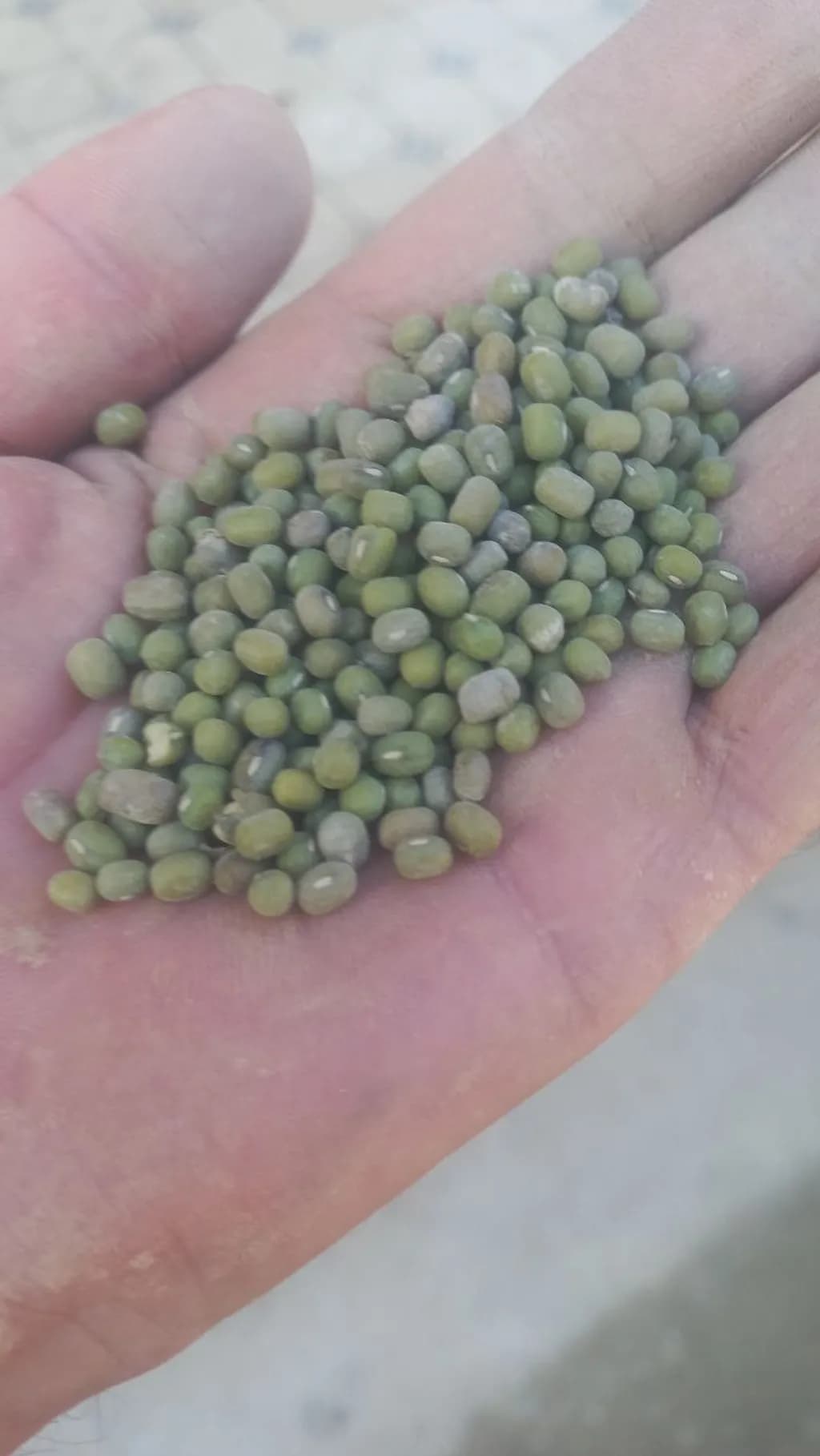Green Mung Beans Handful