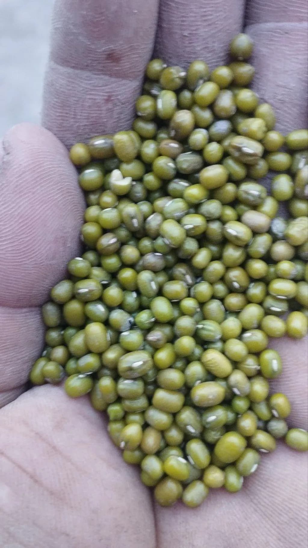 Green Beans Close-up