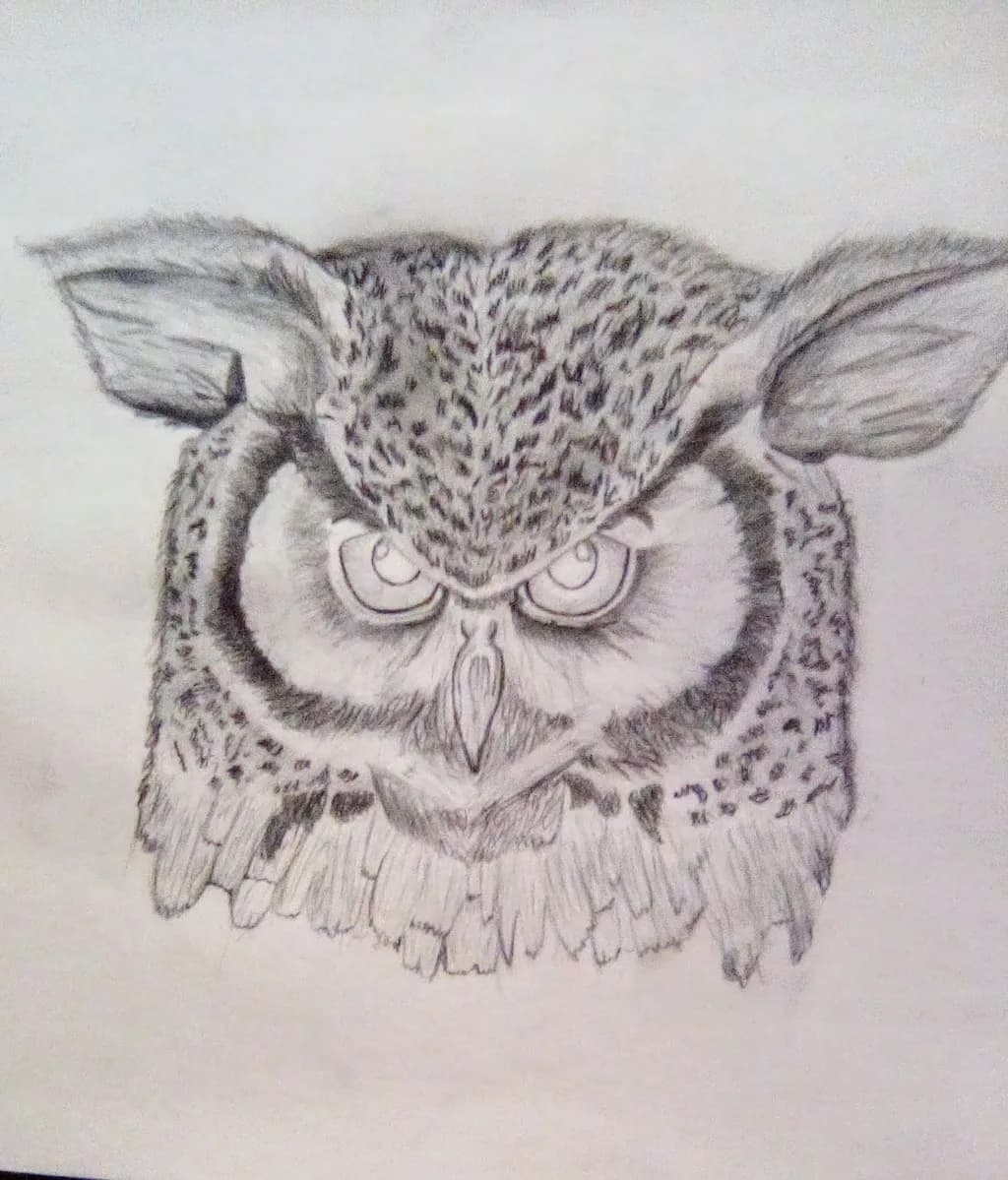 Owl Face Sketch