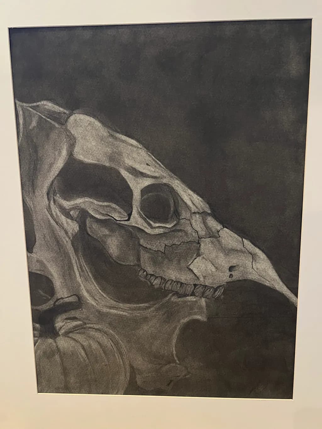 Animal Skull Study