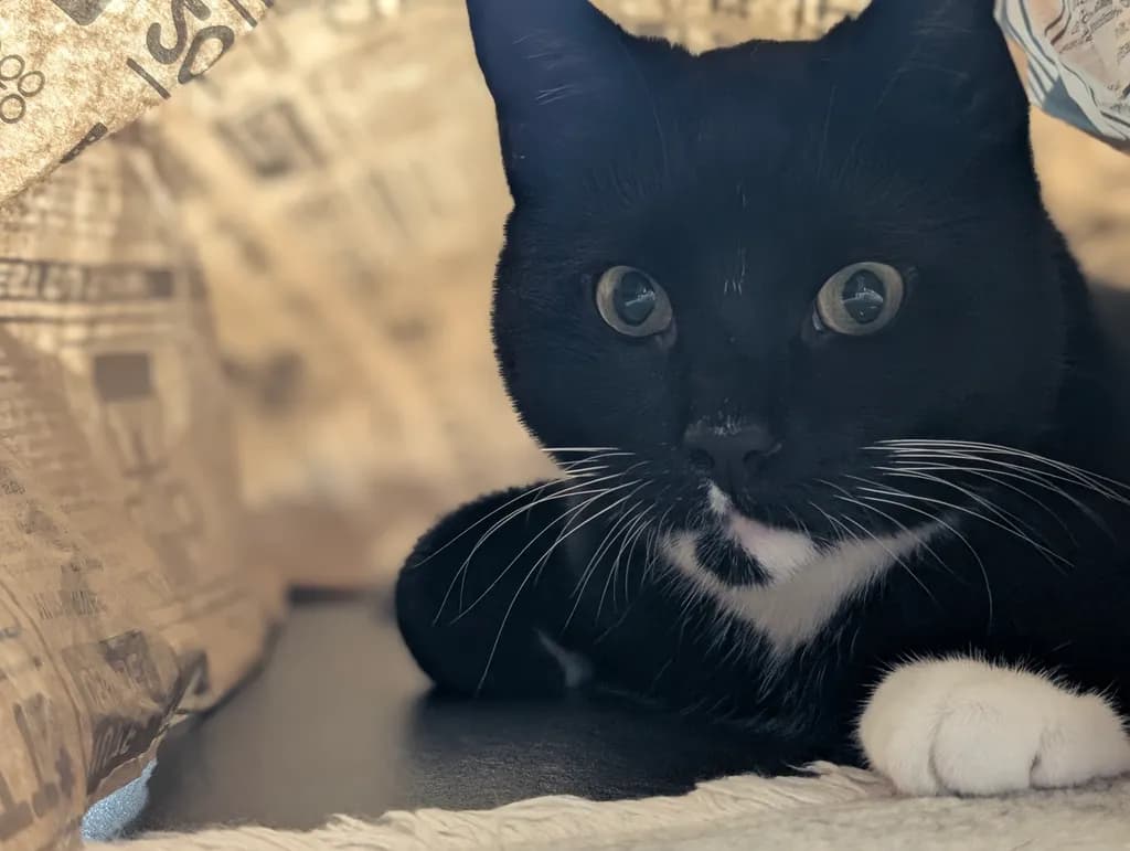 Black Cat Close-up