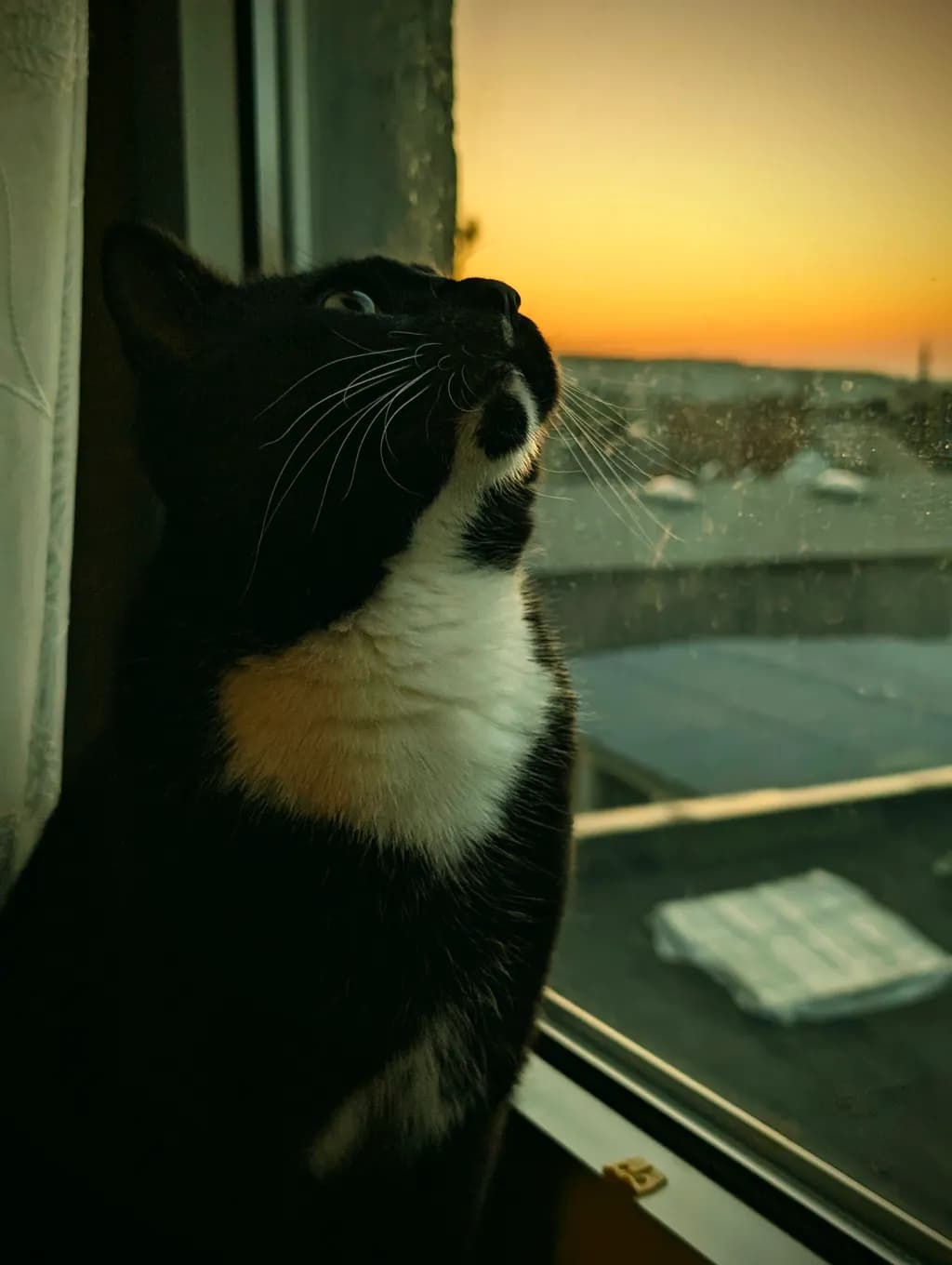 Cat at Window Sunset