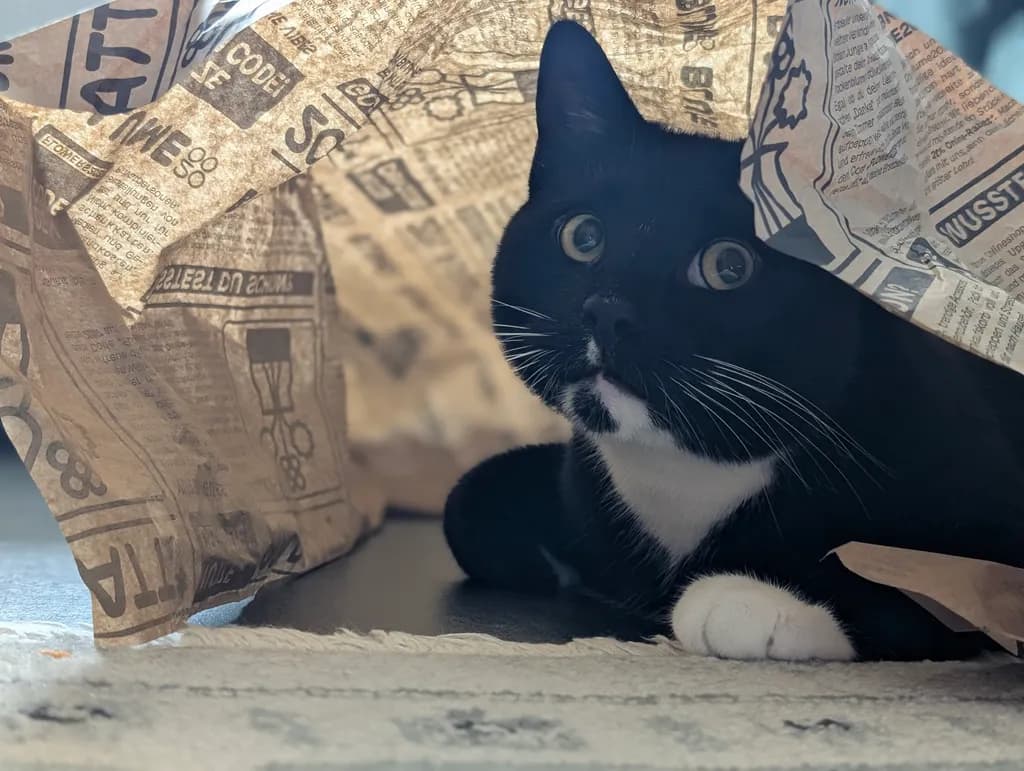 Cat in Paper Tunnel