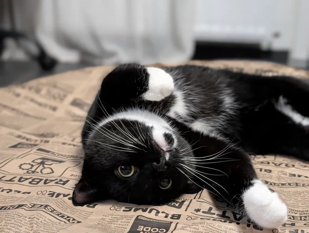 Black and White Cat Relaxing
