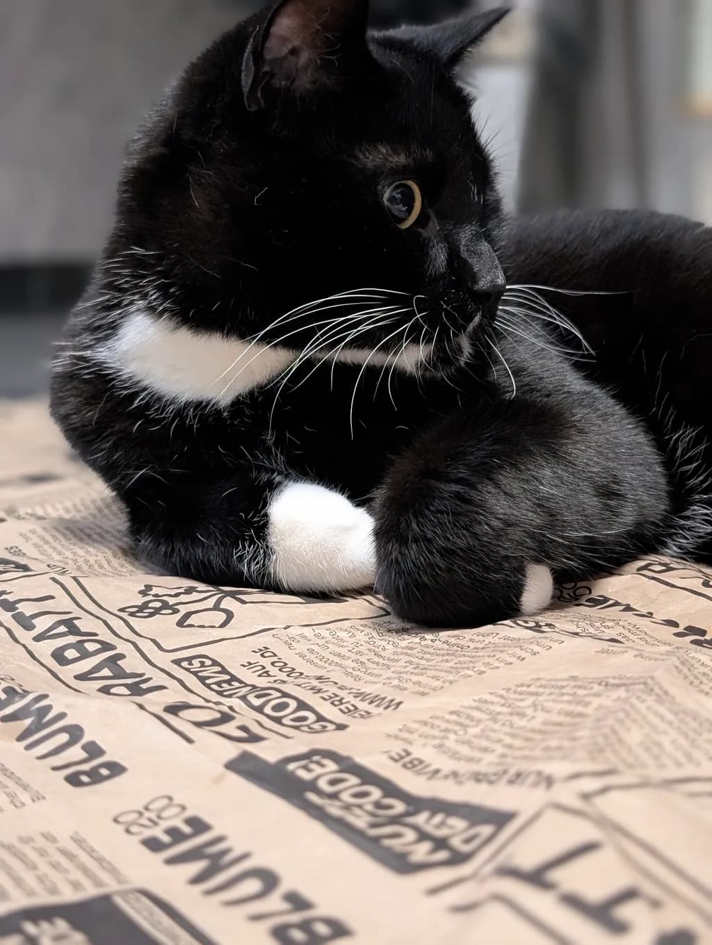 Tuxedo Cat Resting