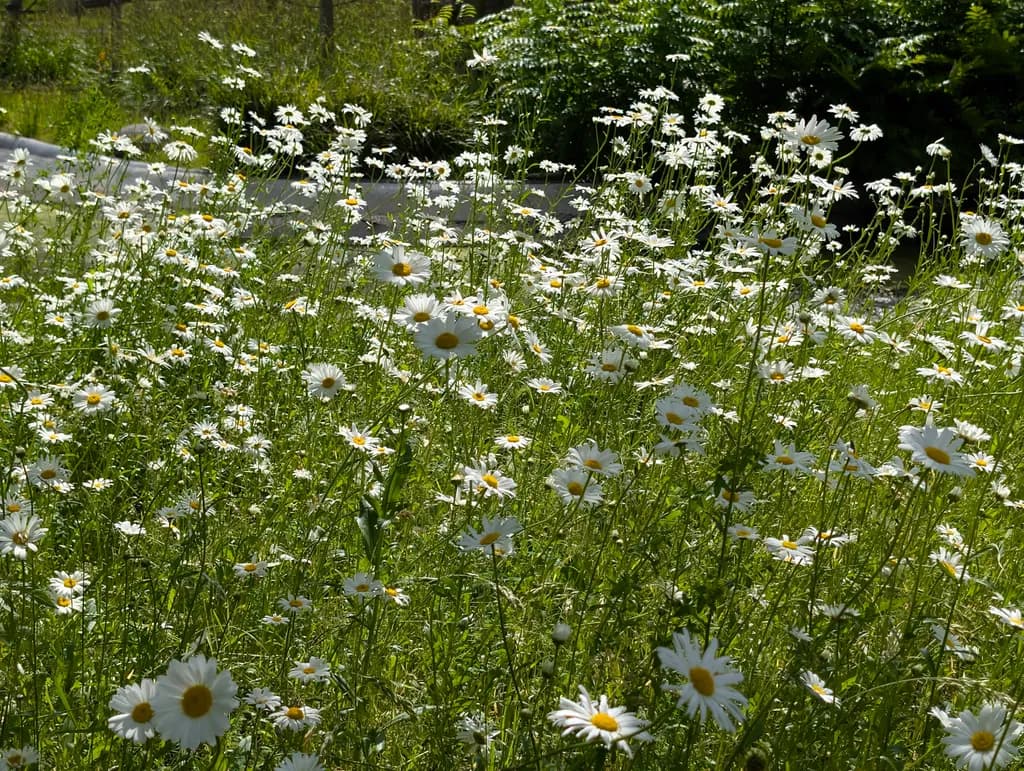Daisy Field