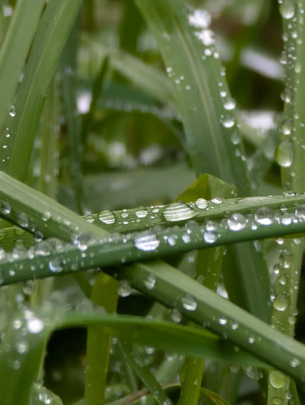 Dewy Grass Close-up