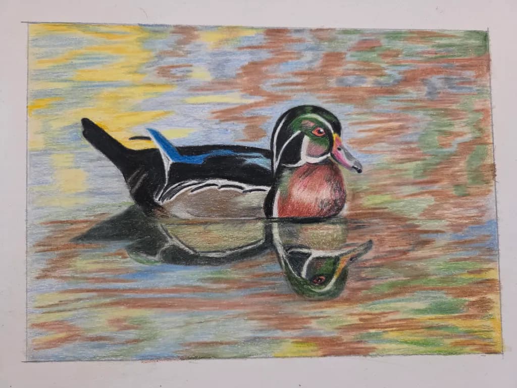 Duck Reflection