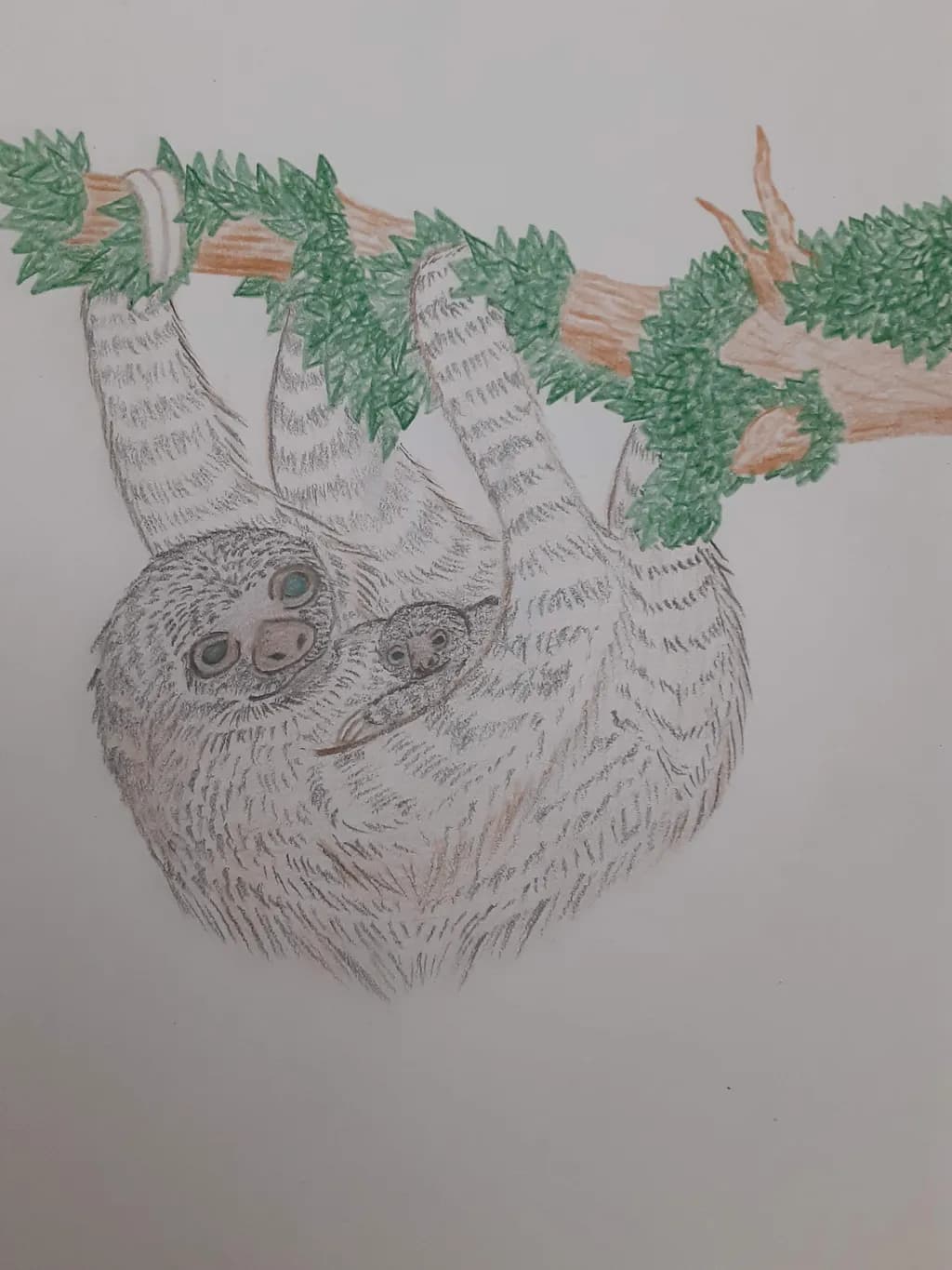 Sloths on Branch