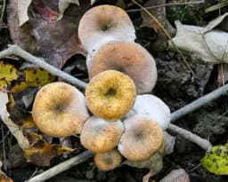 Mushrooms Cluster
