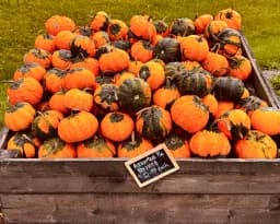 Ornaments of Autumn