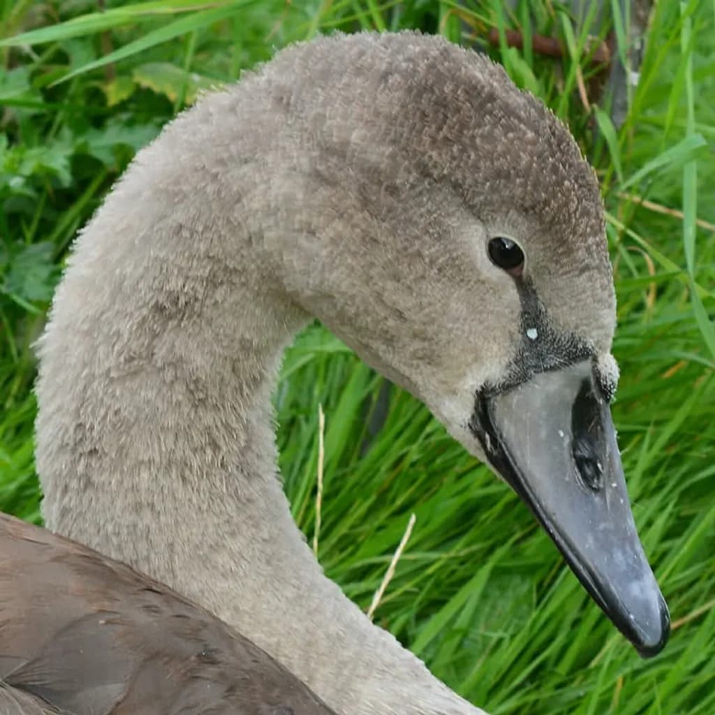 Young Swan Portrait