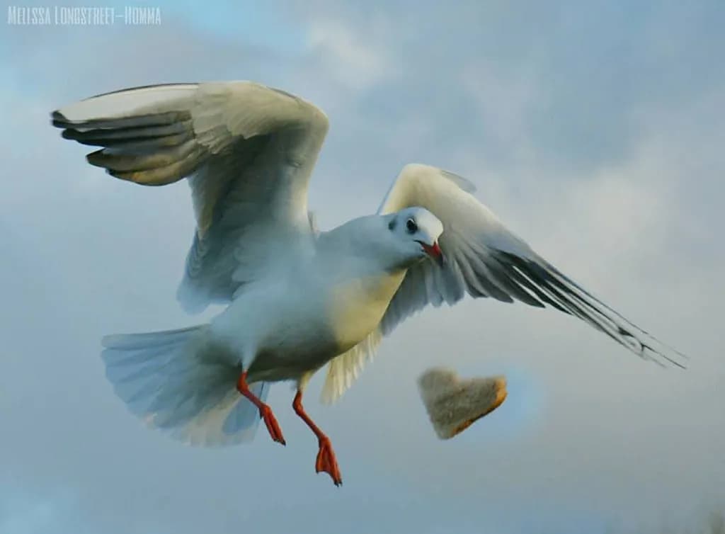 Seagull in Flight
