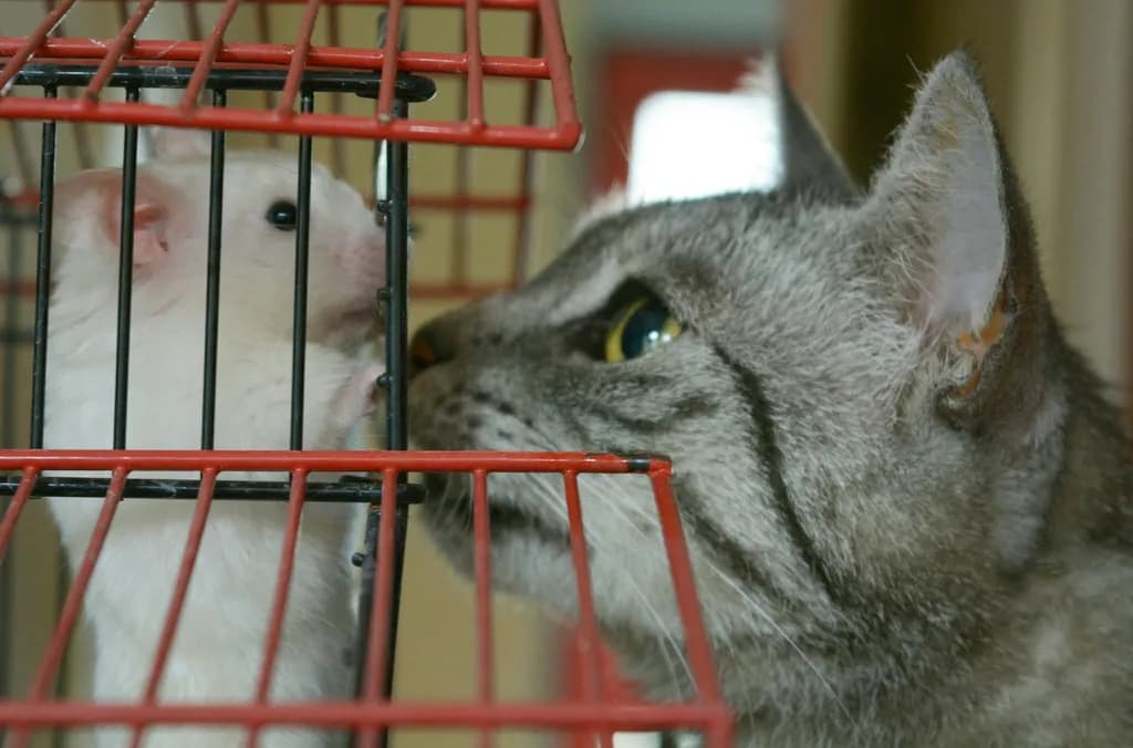 Cat and Cage Encounter