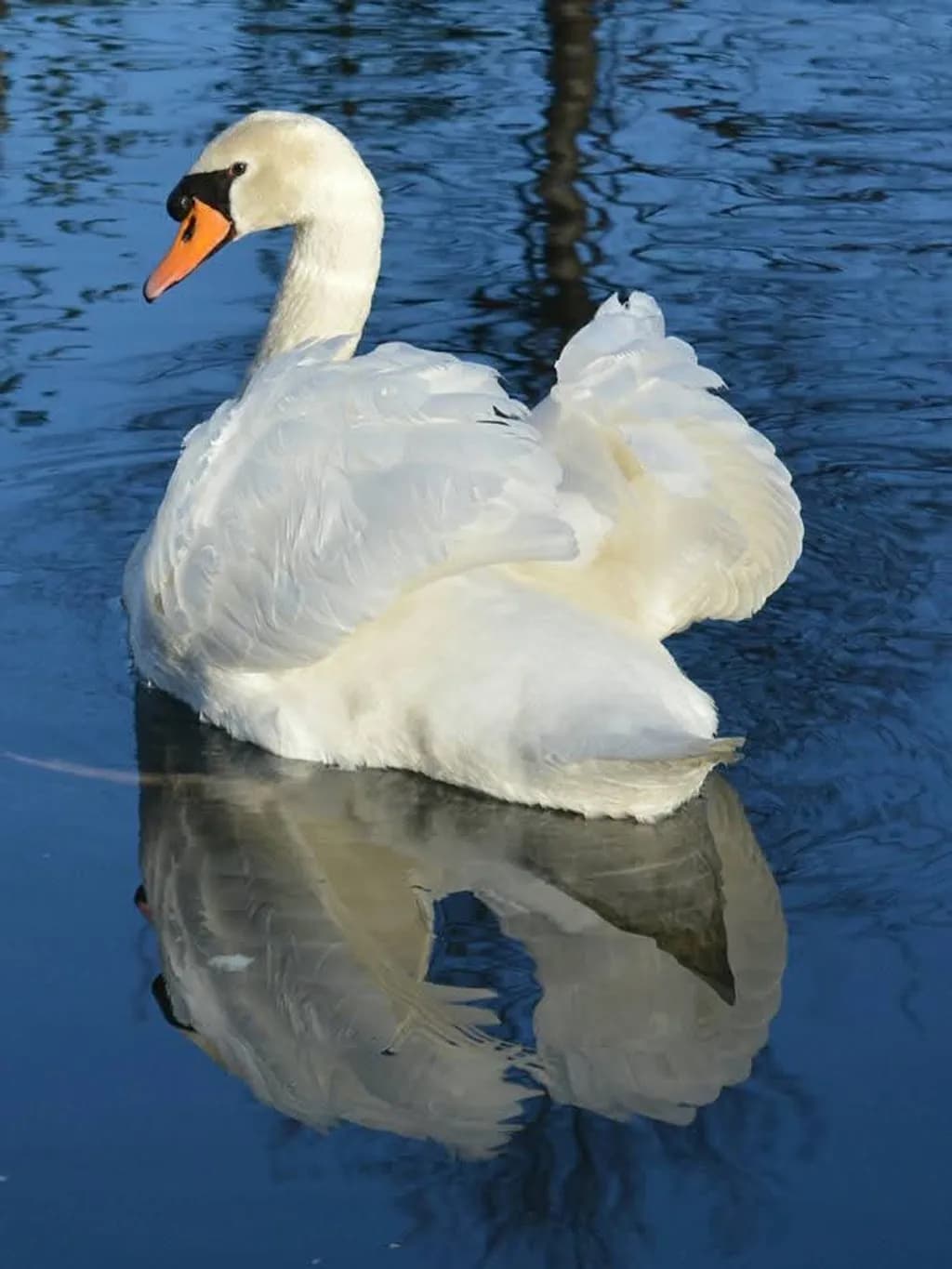 Swan on Water Reflection