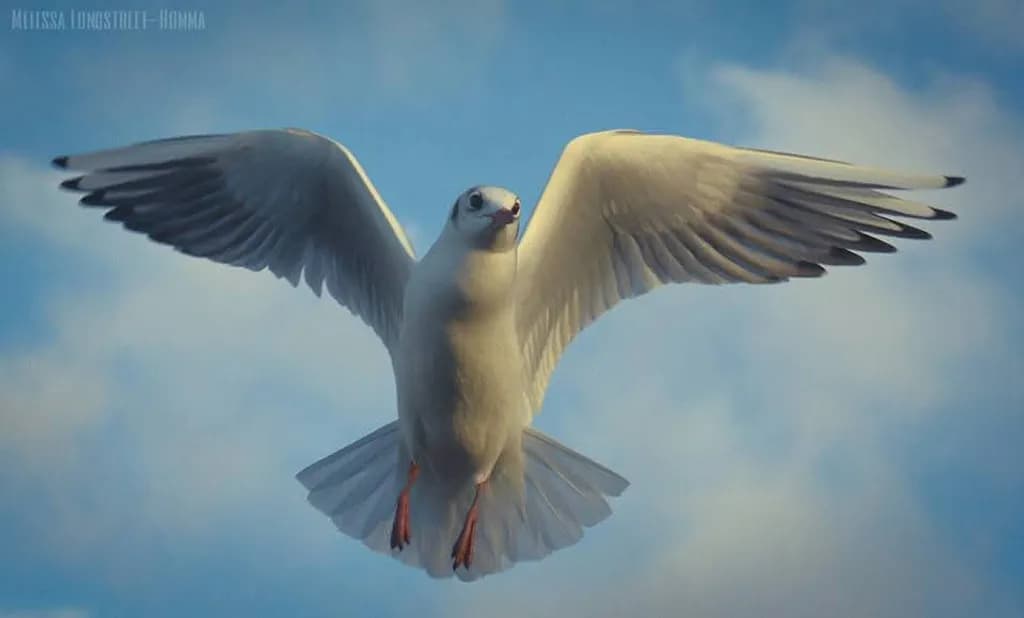 Seagull in Flight