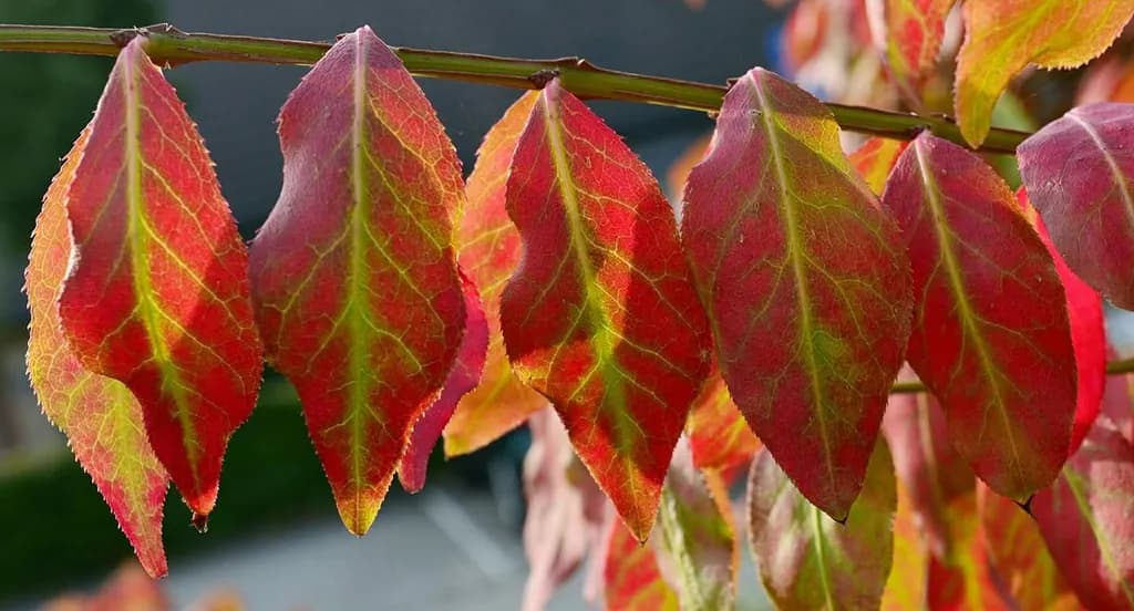 Red Autumn Leaves