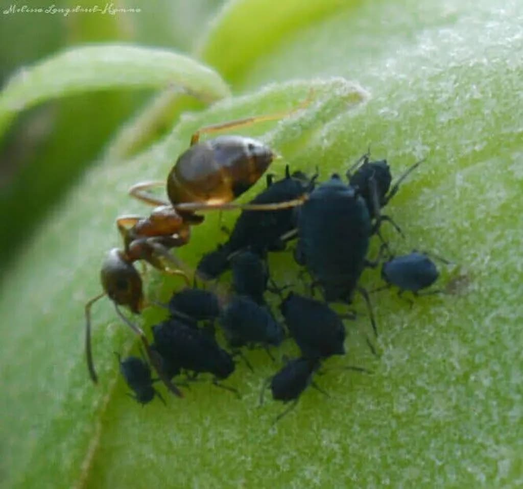Ant and Aphids Close-up