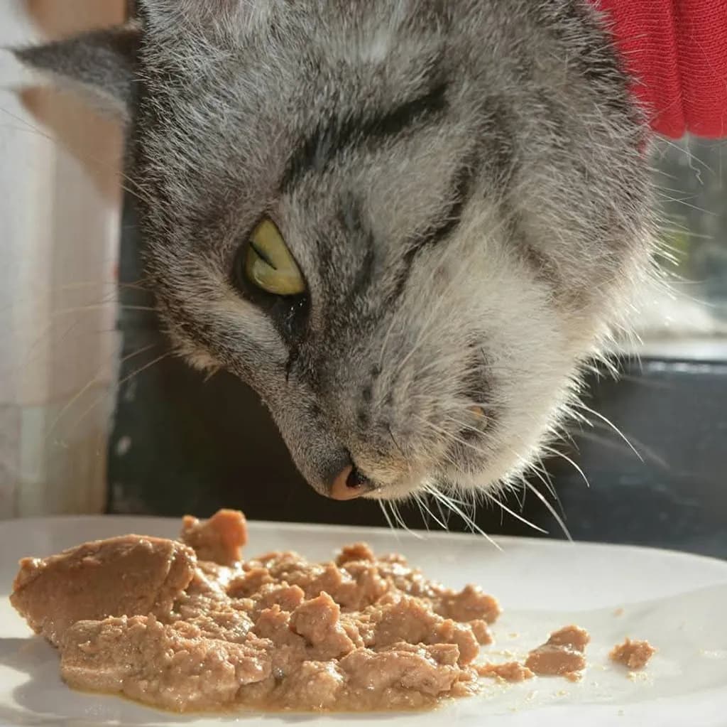 Cat Eating