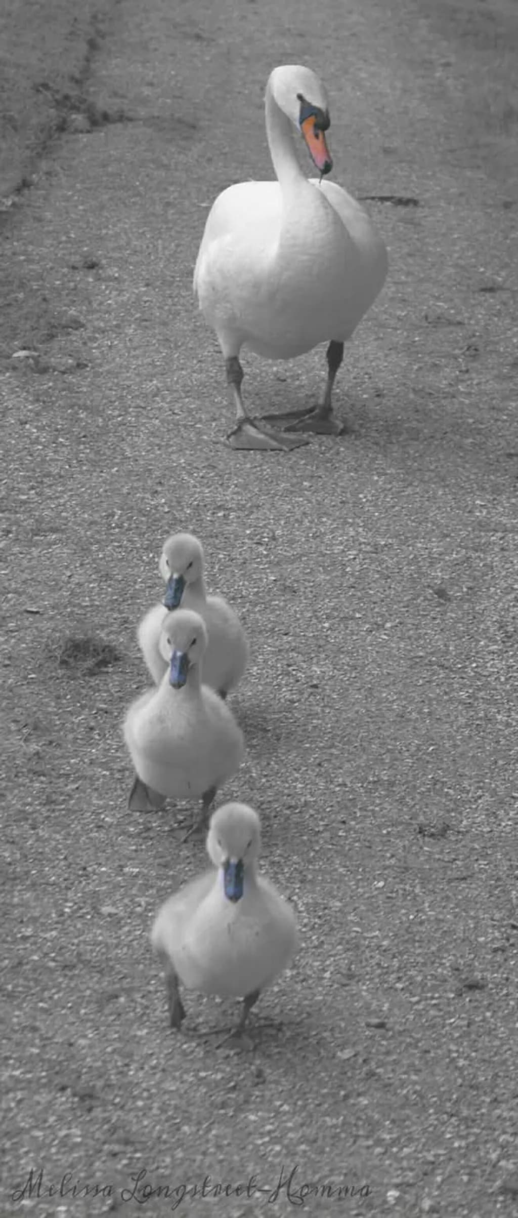 Swan Family Walk