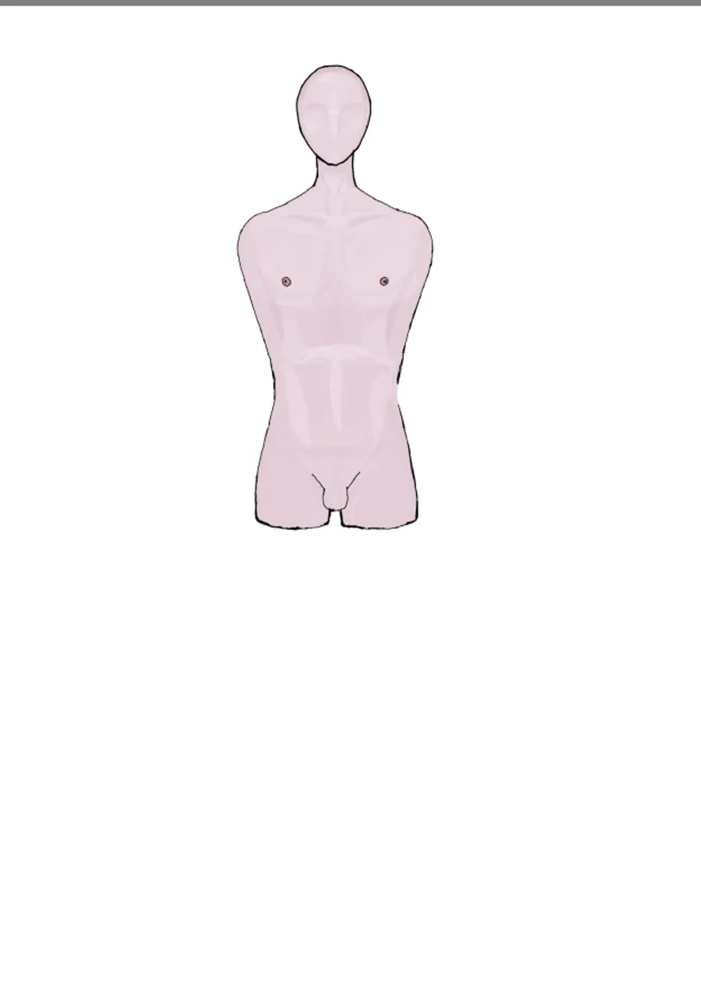 Anatomical Torso Study
