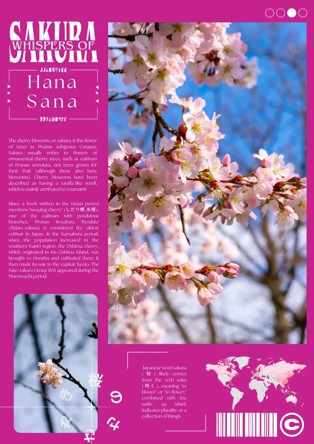 Sakura Blossoms