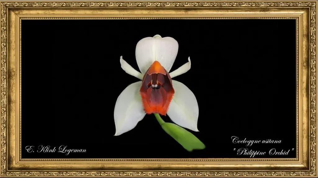 Philippine Orchid